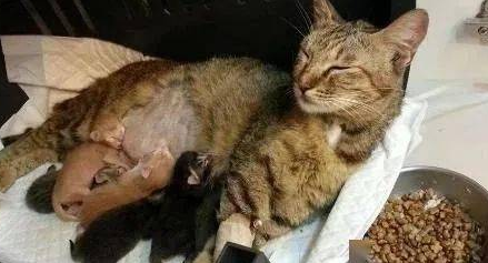 各位大神！该怎么照顾怀孕的小猫咪，才能母子平安呢？