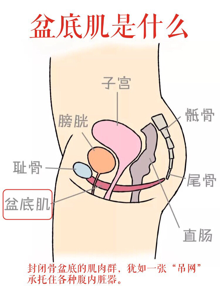 产后大部分妈妈会有憋不住，产后如何修复盆底肌