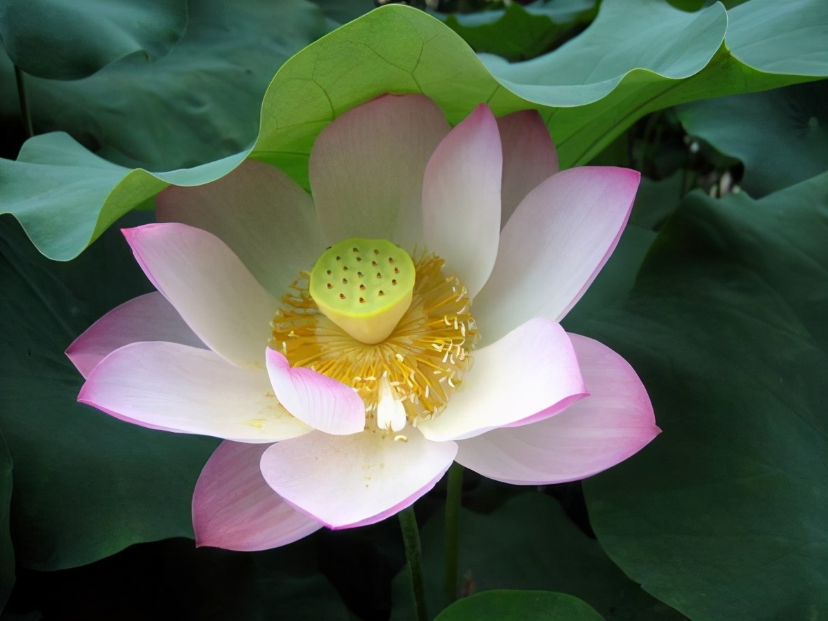 荷花像什么(荷花像什么比喻句三年级)