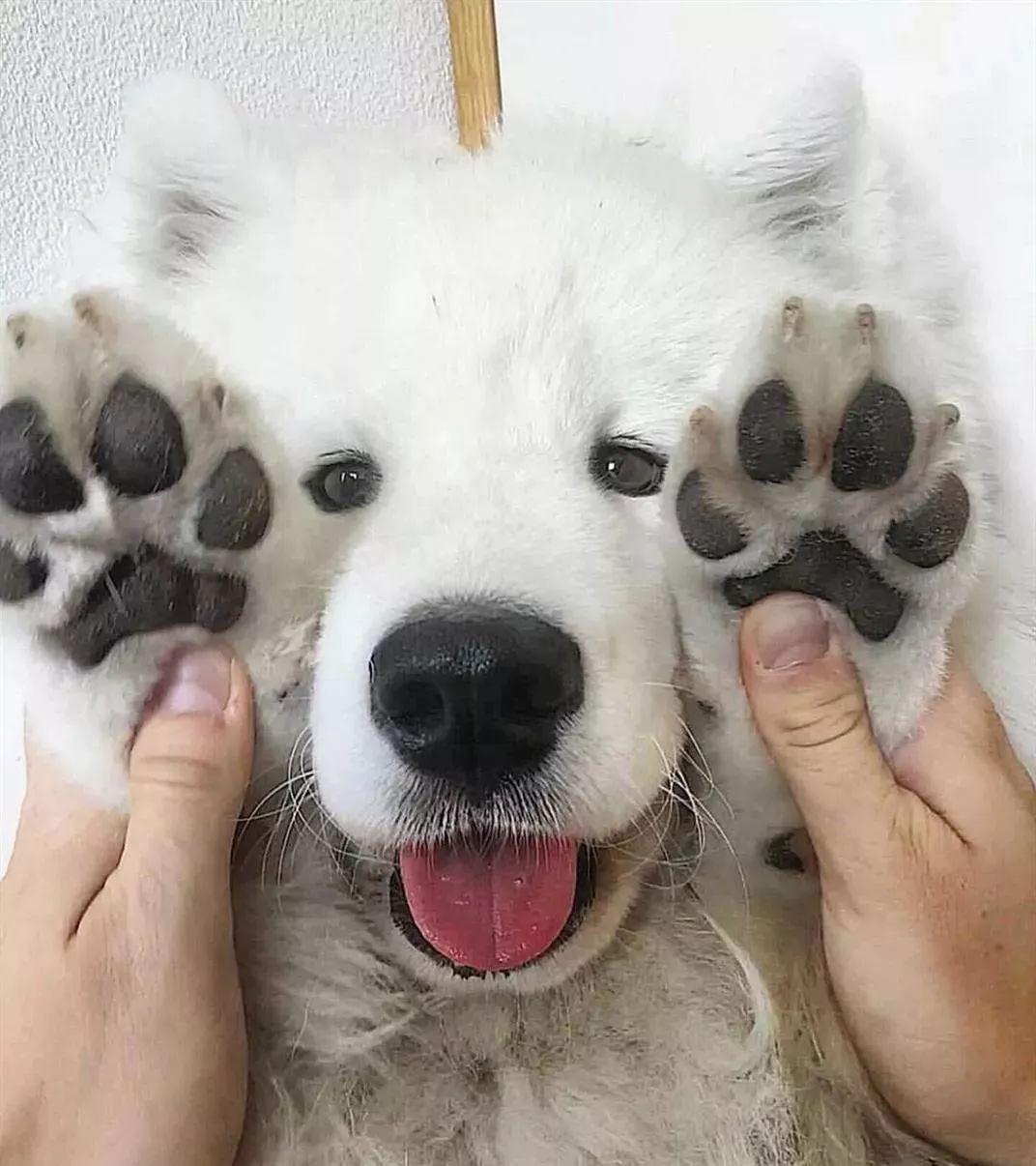 还有的主人认为狼趾不好看,所以会给狗狗进行美容.