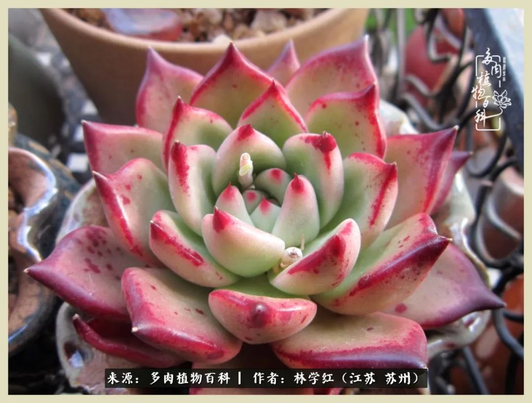 多肉之美,回味一夏