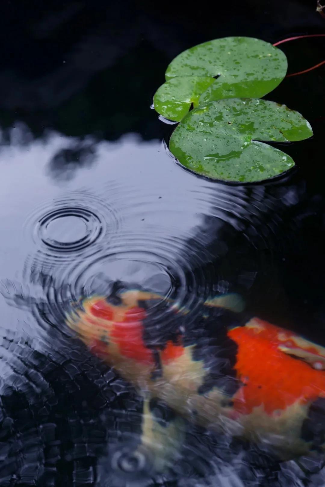 鱼池里的中国红，这样的庭院是不是爱了