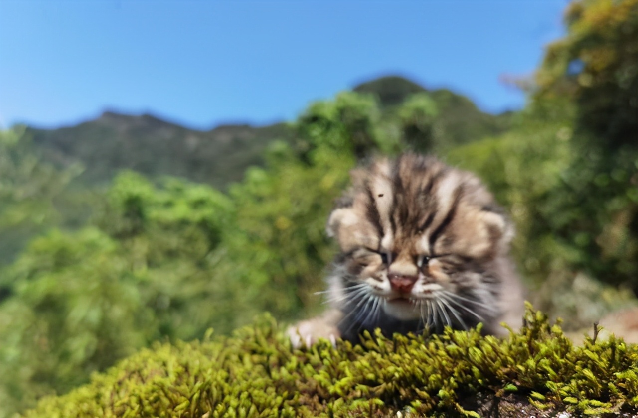 云南两人捡到1只豹猫幼崽，才一两个月大，这么可爱能养吗？