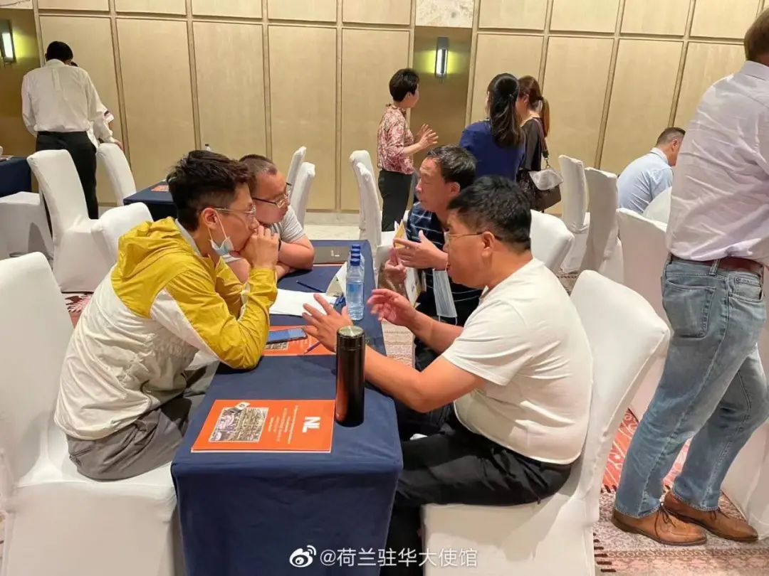 原来,荷兰是个猪猪天堂