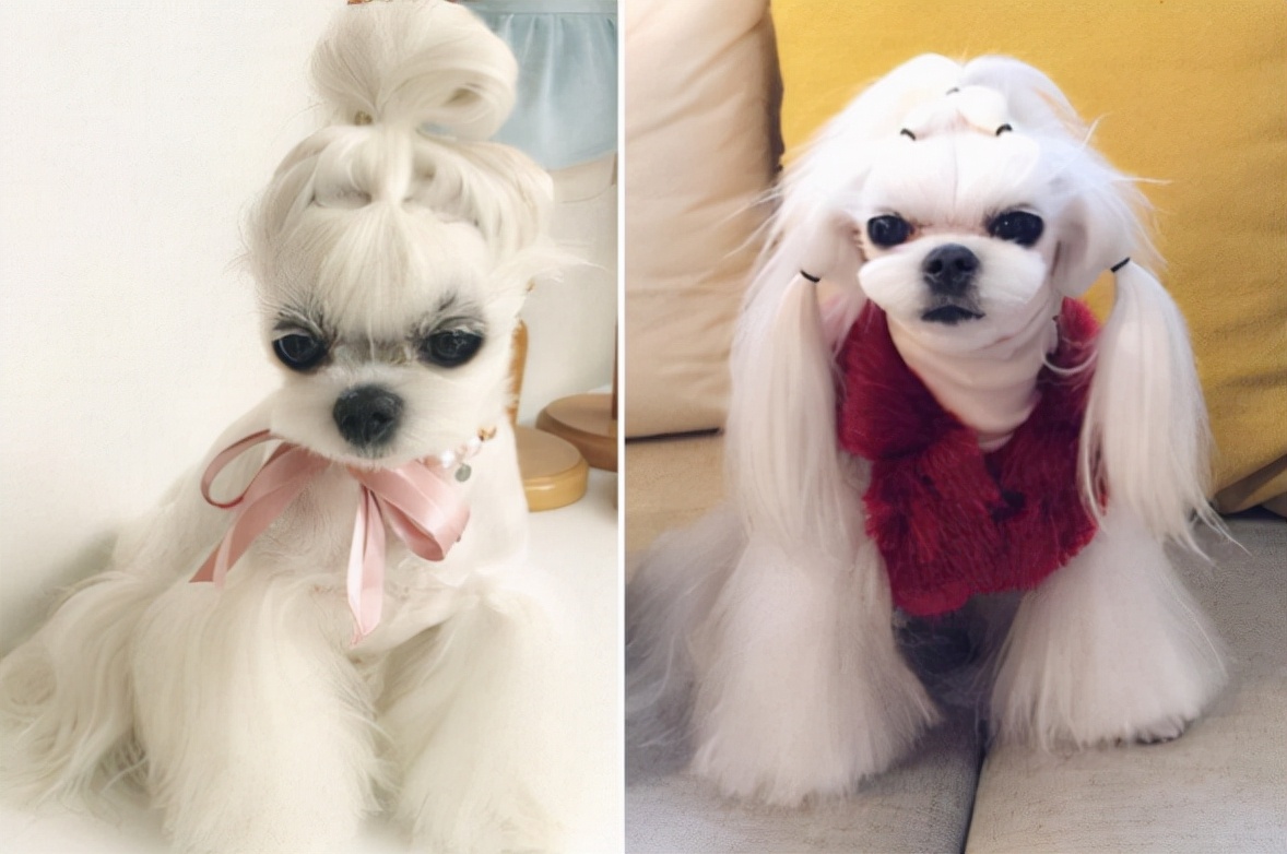 马尔济斯犬多少钱(马尔济斯犬怎么样 价格百科
