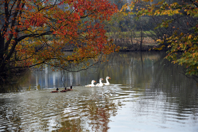每日一词《桂枝香》赏析