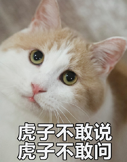 猫咪表情包｜没人疼，没人爱，我是地里的小白菜