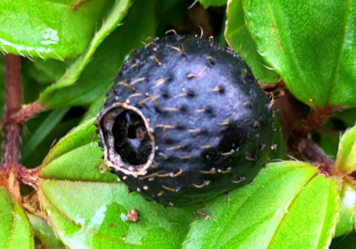 地稔的功效与作用-我的快乐小窝