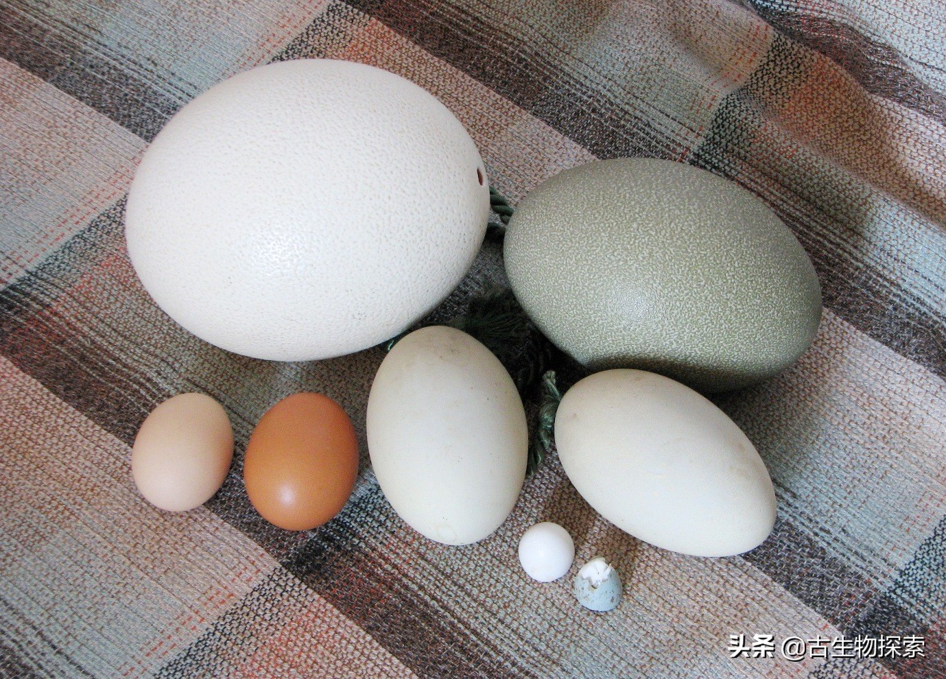 蛋蛋千变万化,就连哺乳动物都生蛋!