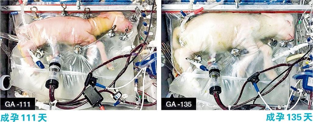 男性离怀孕不远了？中国科学家成功让公鼠怀孕，产下10只健康幼崽