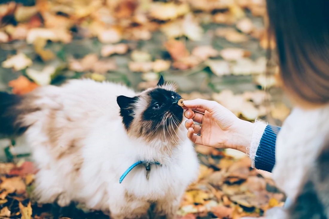 养猫的好处有哪些（分享几个养猫的好处和坏处）