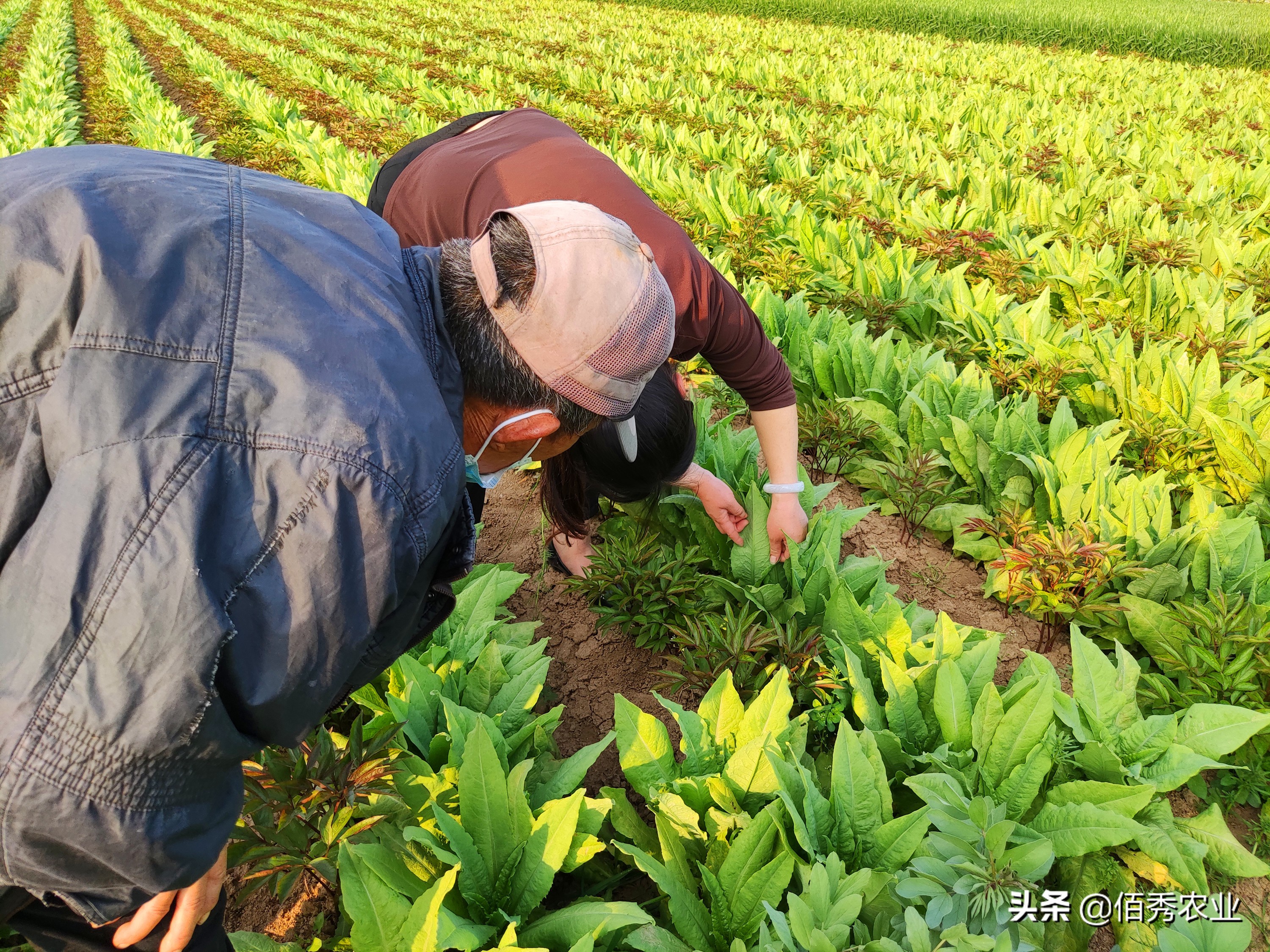 旁观者迷：种植大户不挣钱，为啥去农村承包土地的人那么多？