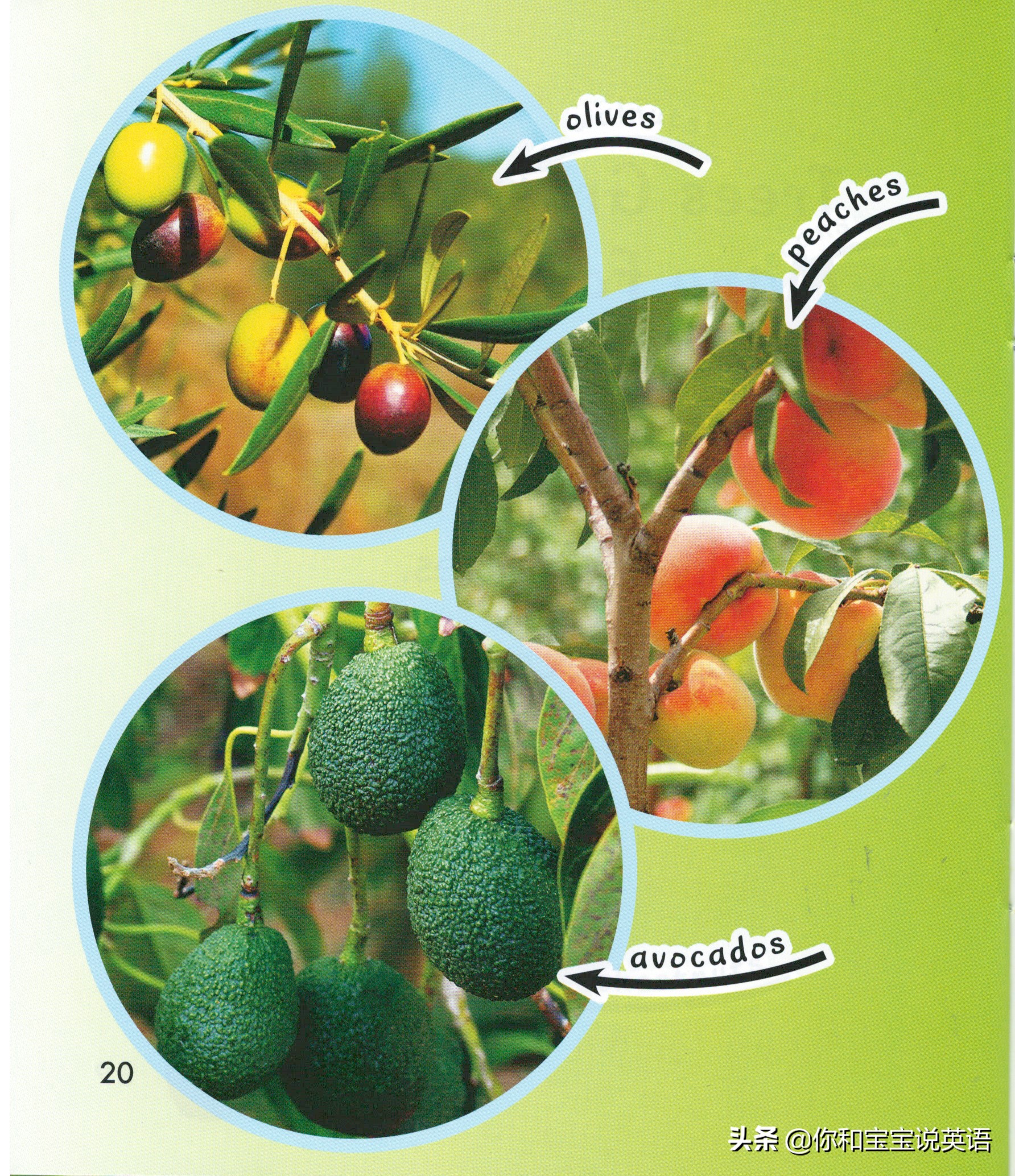 采摘亲子英文+科普—草莓蓝莓、萝卜白菜，谁长地上，谁长藤上？
