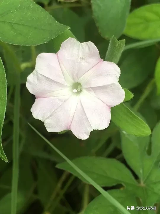 早安心语优美的句子大全