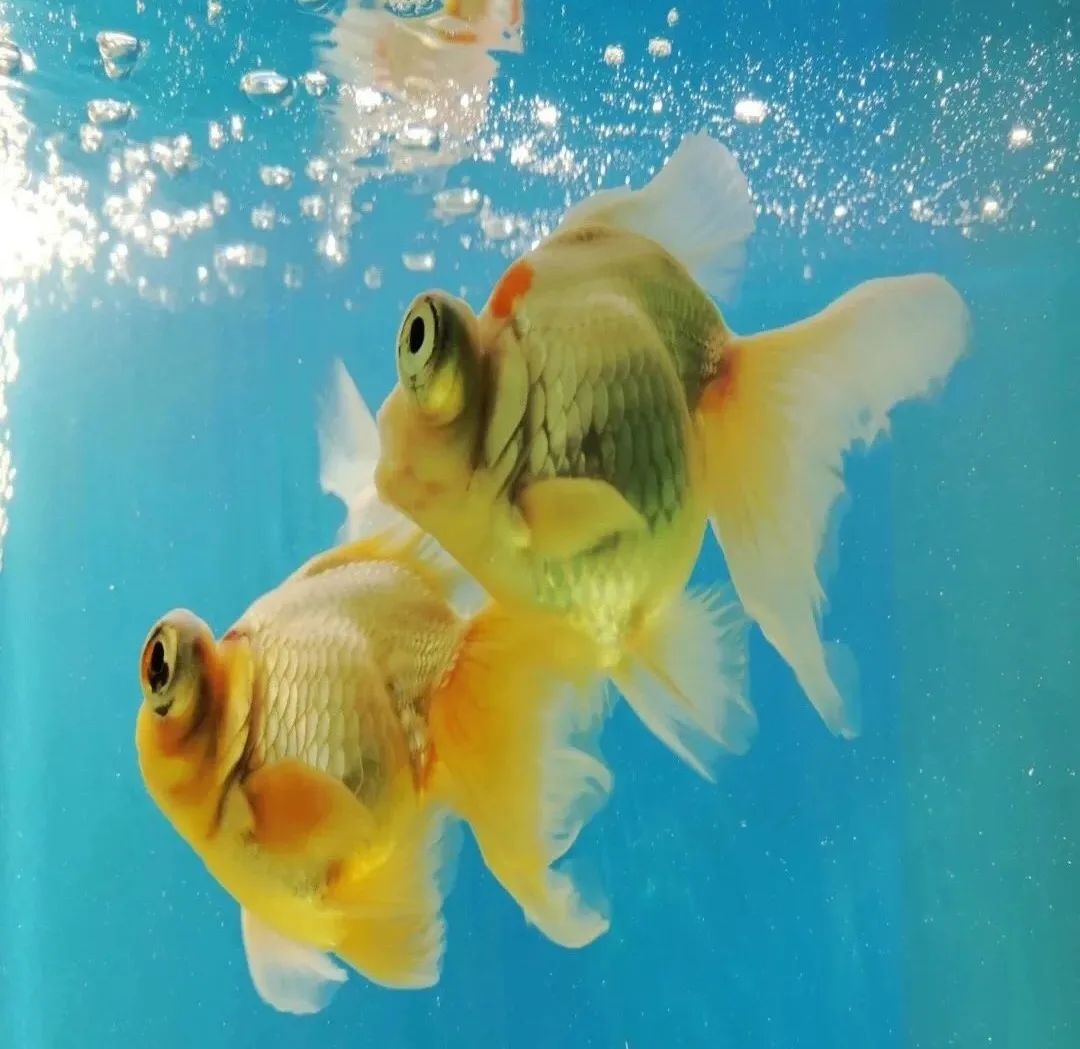 金鱼百览