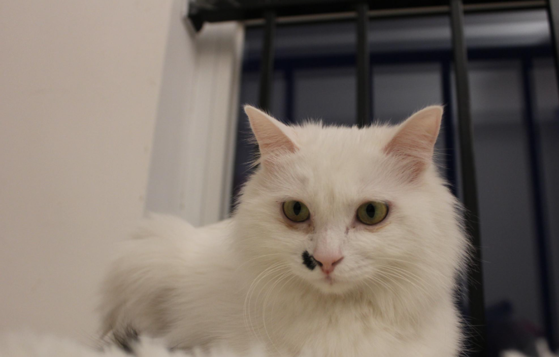 大学生在宿舍养猫被没收，学校禁止养宠物，弃养情况时有发生