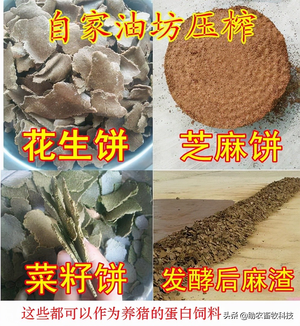 散养猪场利用廉价滞销红薯等大幅度降低饲料成本的实战操作技术