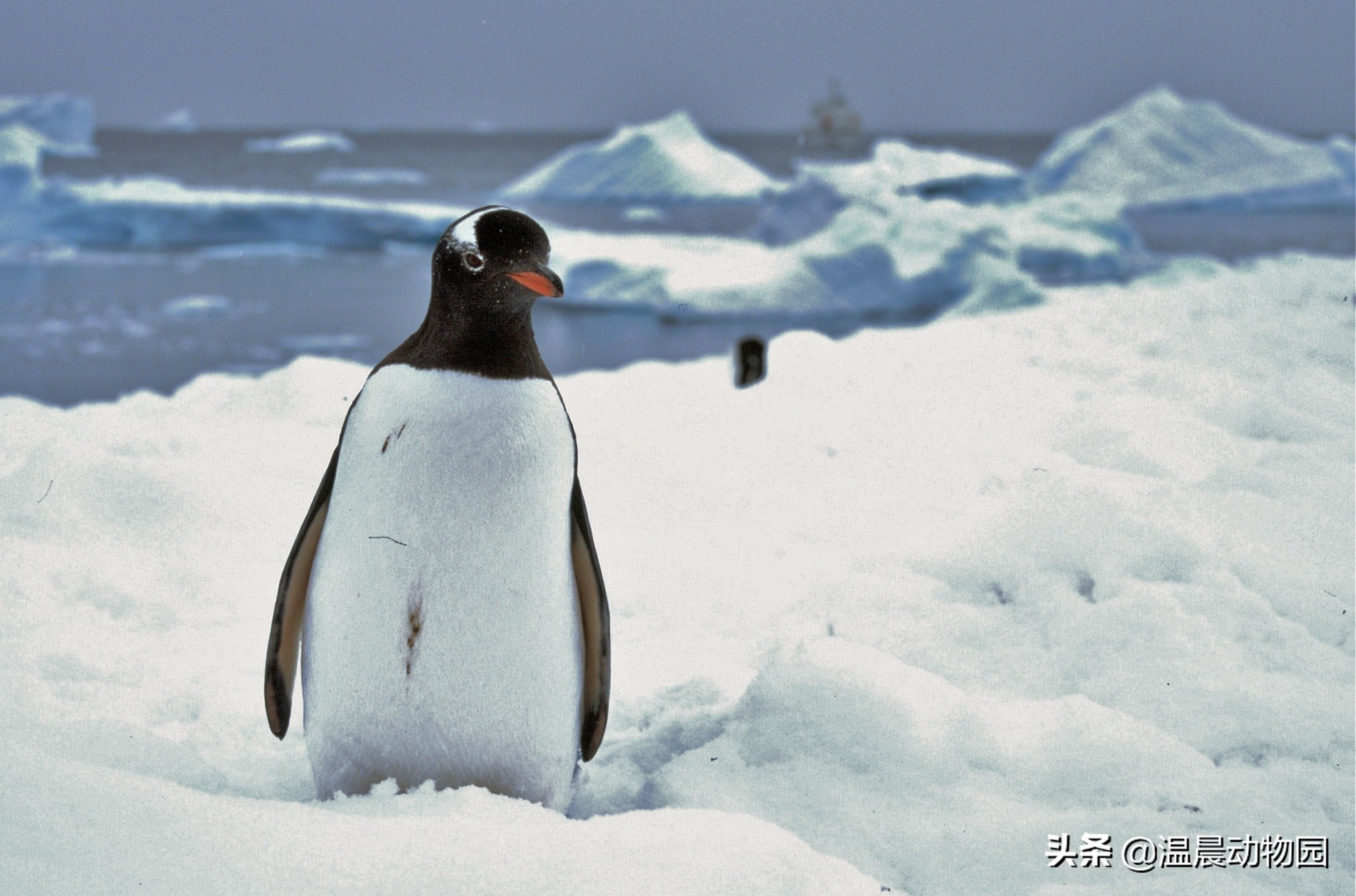 企鹅生活在哪里企鹅生活在哪里北极还是南极