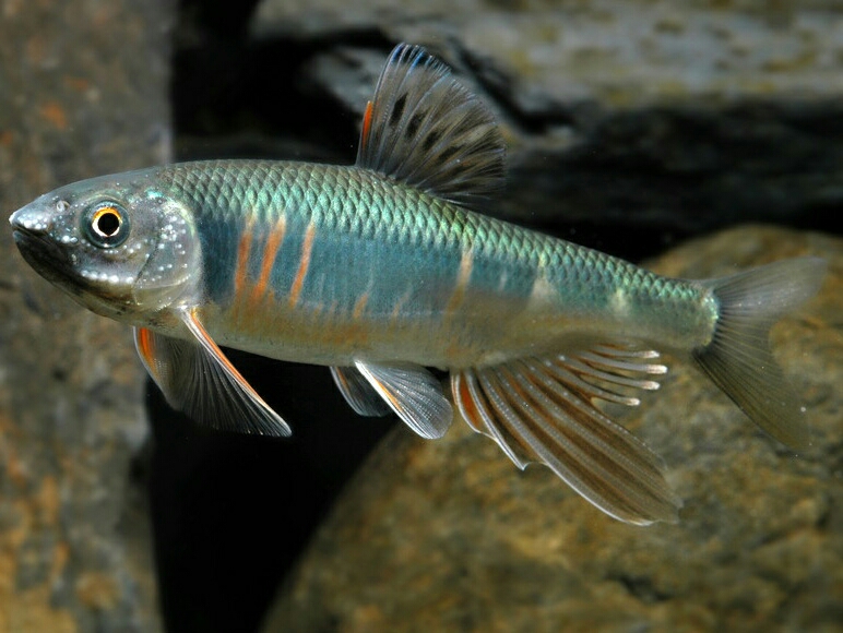 马口长鳍鱲宽鳍鱲一次区分好