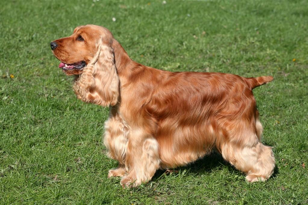 世界犬种智商排名榜前 30 名的聪明狗狗
