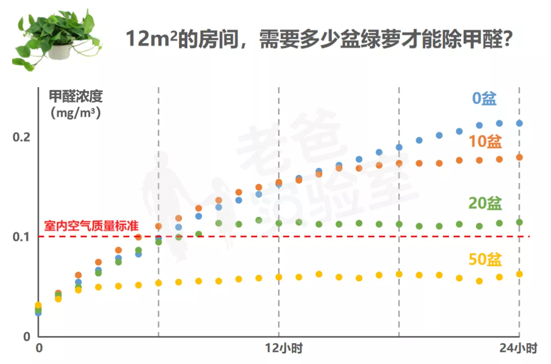 绿萝除醛,到底靠不靠谱?怒买50盆测试,结果有些颠覆
