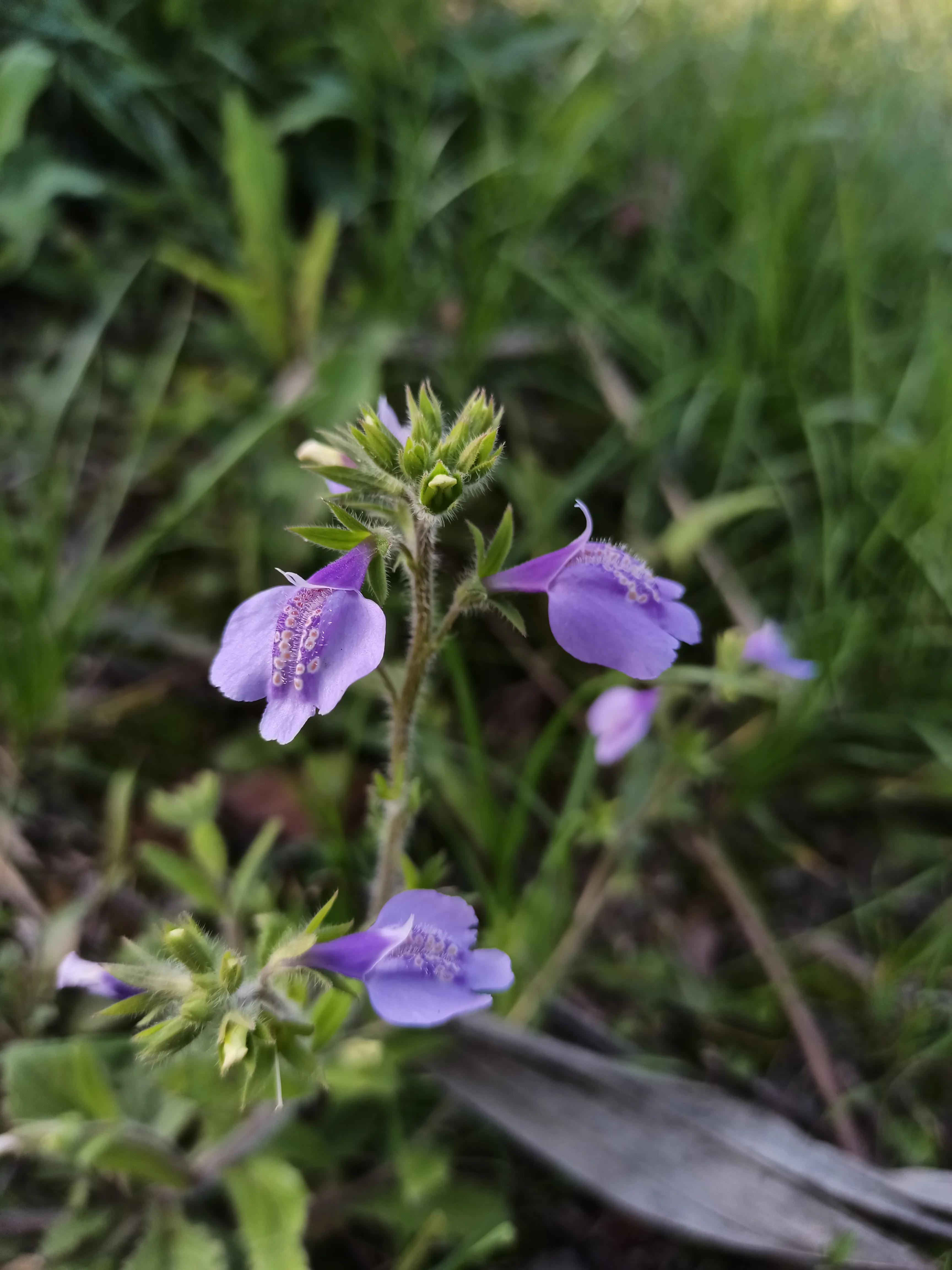 春紫菀是什么花（带你了解春紫菀花语与花期）