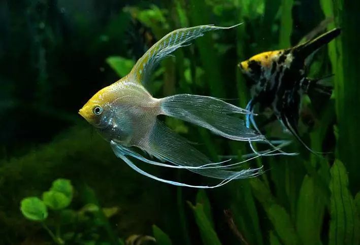 神仙鱼是一种真正能雅俗共赏的鱼,其最大互动性在与群养的乐趣:庞大的