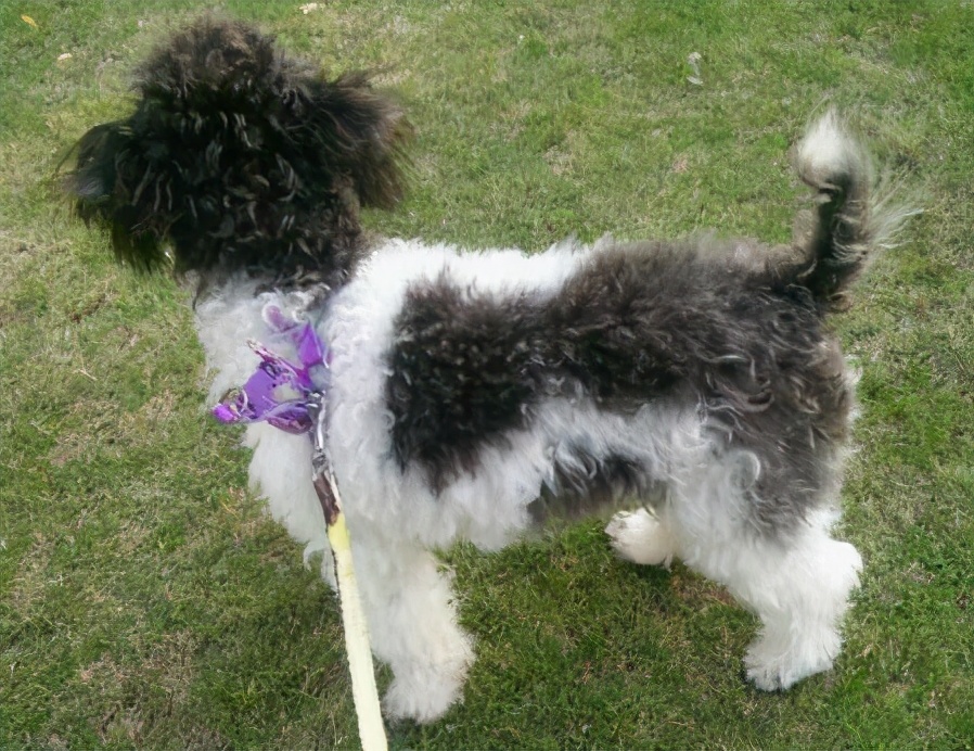 白泰迪的图片(不同颜色的泰迪犬性格介绍)