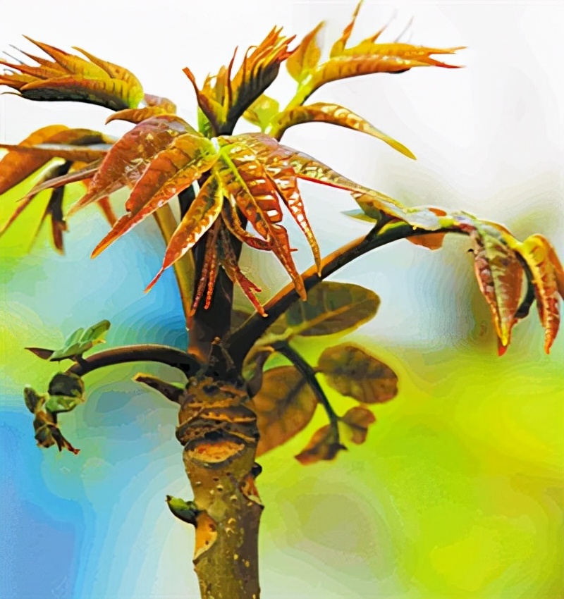 野菜大全图片及名称（图文讲解38种常见的野菜）