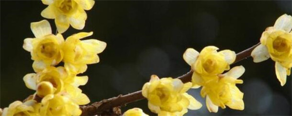腊梅种植需要注意些什么（观赏花木腊梅花的养殖方法）