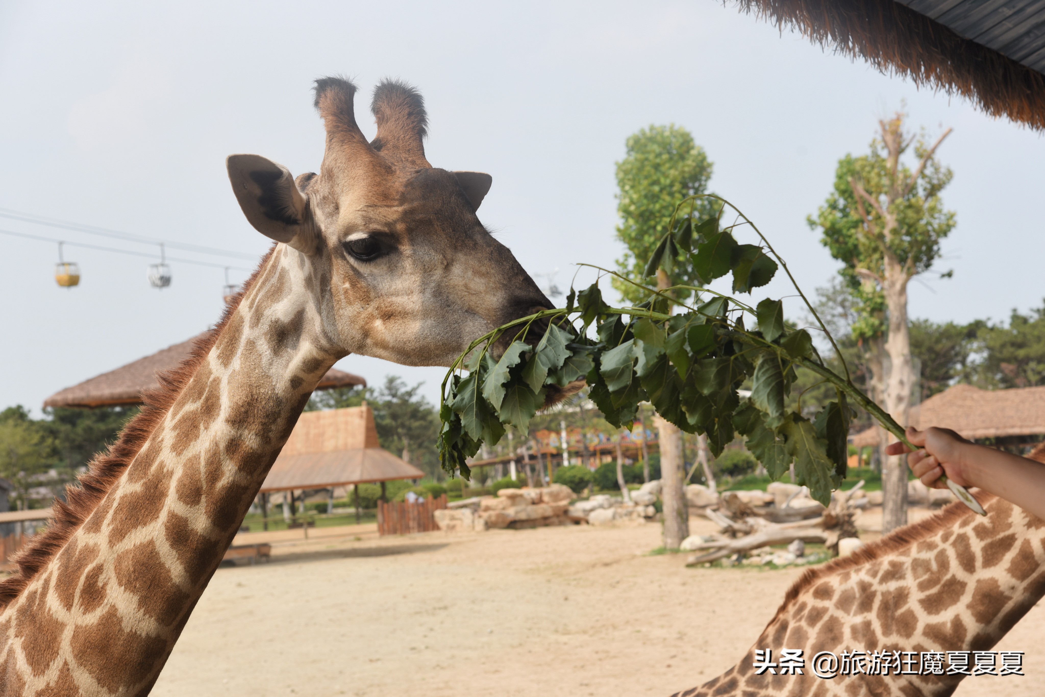 齐河游乐园门票多少钱(山东一县城竟有一个超大度假区) - 价格百科