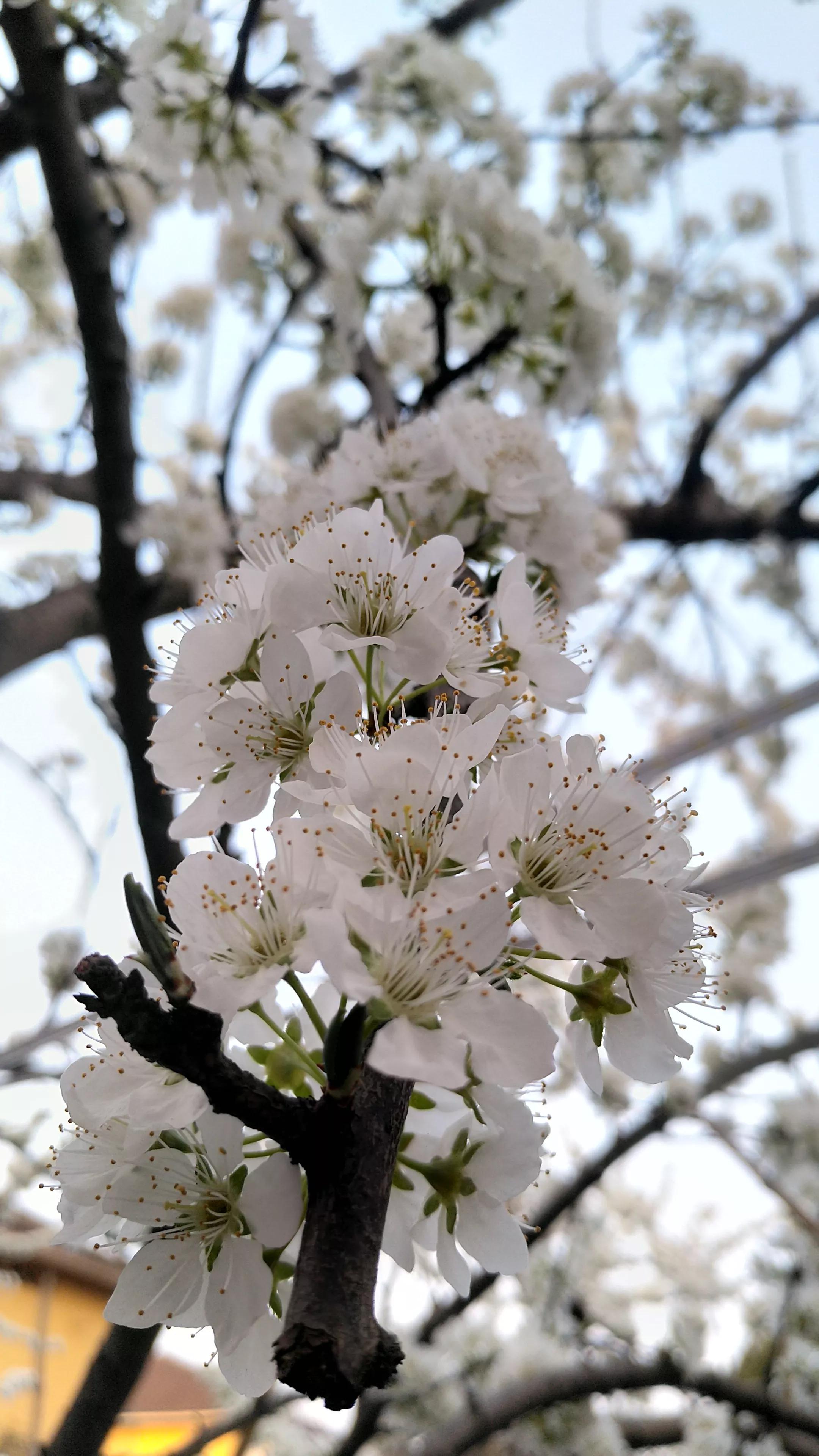 李树开花一树白，银装素裹如堆雪