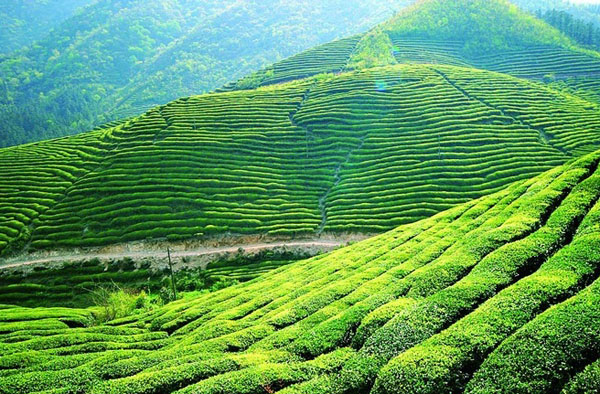 四大茶区分布图（百科四大茶区的分布图详解）
