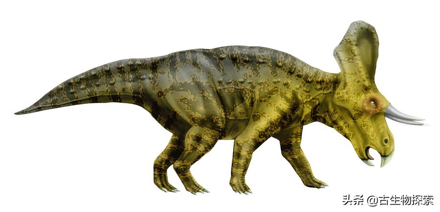 图注:祖尼角龙,图片来自网络图注:正在与郊狼暴龙搏斗的懒爪龙,图片