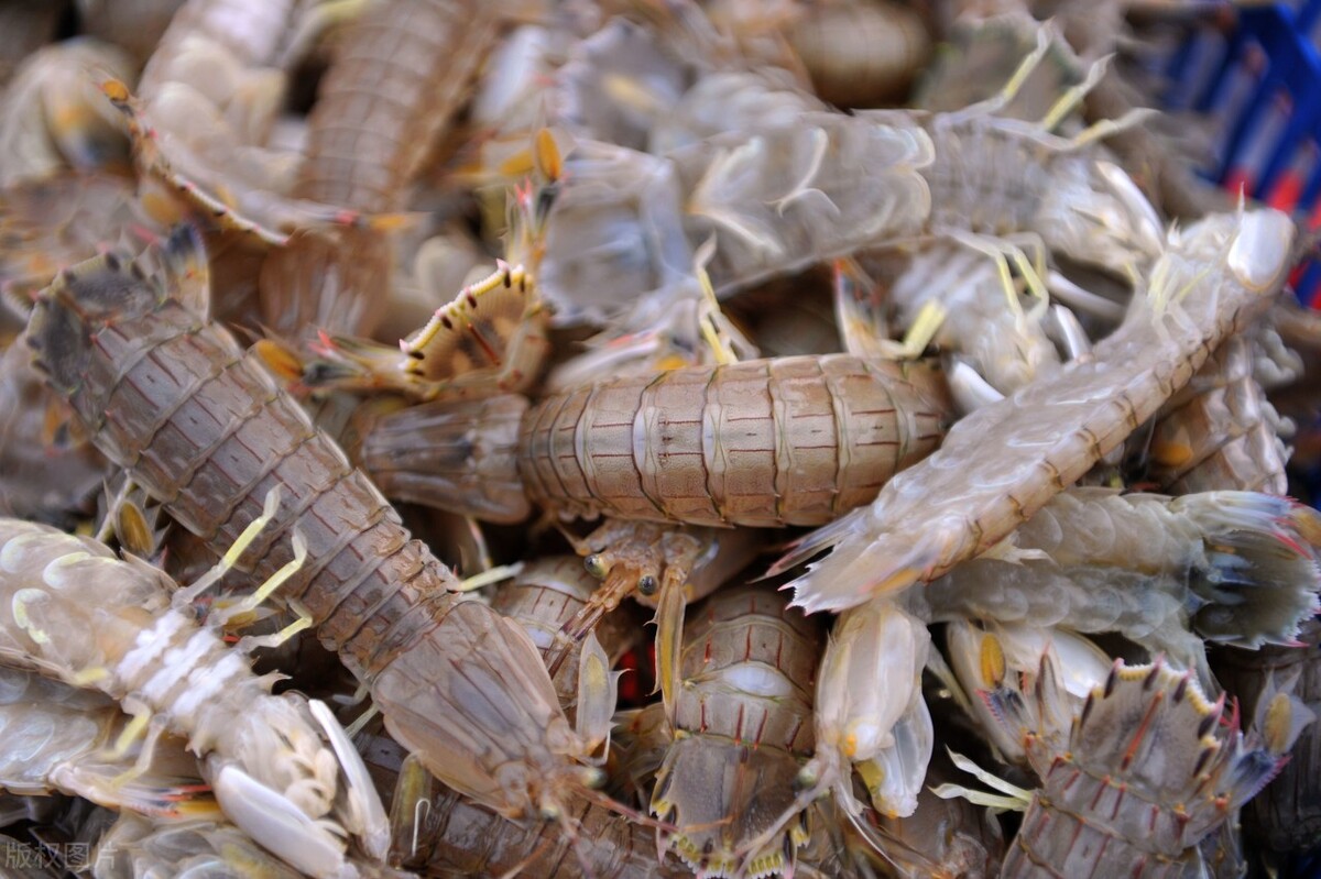 开海了，吃皮皮虾别水煮清蒸，这样做鲜嫩Q弹不回缩，营养不流失