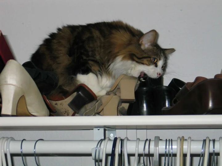 猫咪为啥沉迷吸鞋？这样会传染脚气吗？