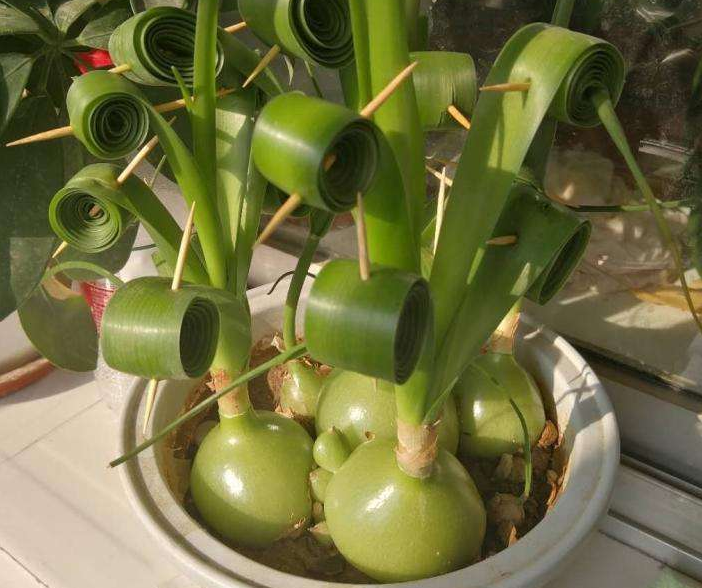 如何养好虎眼万年青虎眼万年青的繁育