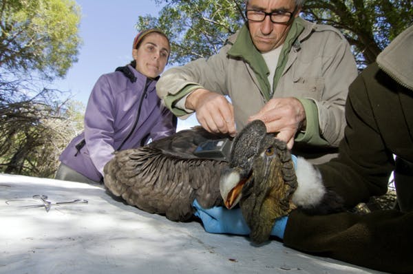 安第斯兀鹰(安第斯兀鹰吃狮子图片)