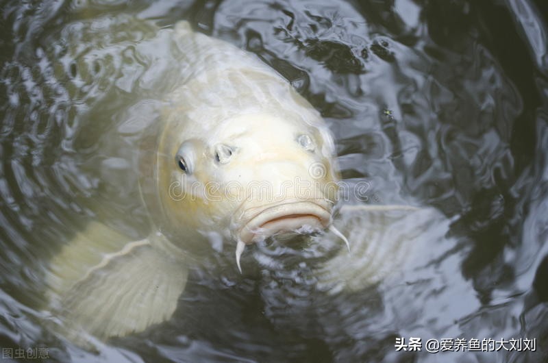 養魚養幾條好?,養魚養幾條好?清道夫算數嗎