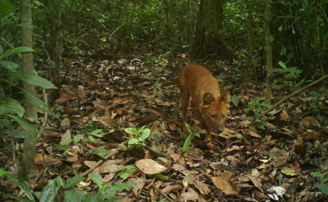 永德至昆明汽车票查询：野猪克星出行指南