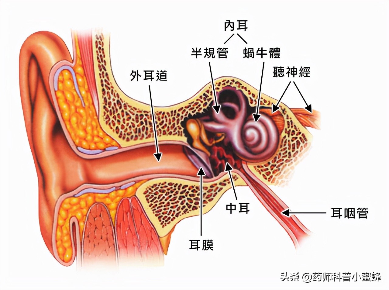 妈妈怎样给宝宝耳朵滴药