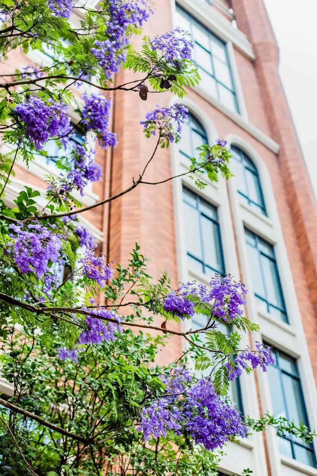 城北高端私立学校！新川vs巴德，选哪所更明智？