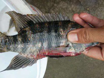 羅非魚是海魚還是河魚(淡水魚介紹系列之羅非魚)