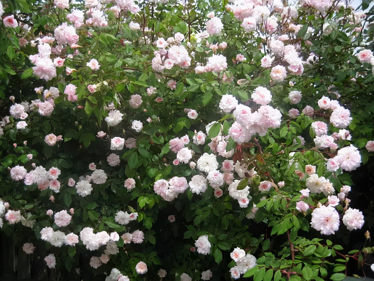 路過花牆，花做籬笆，詩意為牆