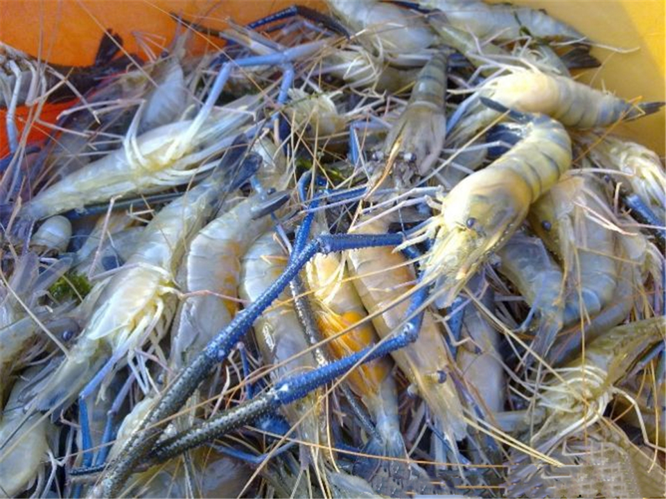 目前我国罗氏虾人工养殖存在的问题
