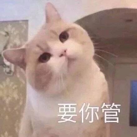 猫咪表情包合集｜不要逼我亮出武器