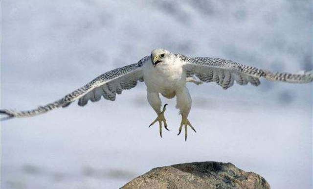 "万鹰之神"海东青,十万只鹰才出一只极品,庞大辽国曾为其