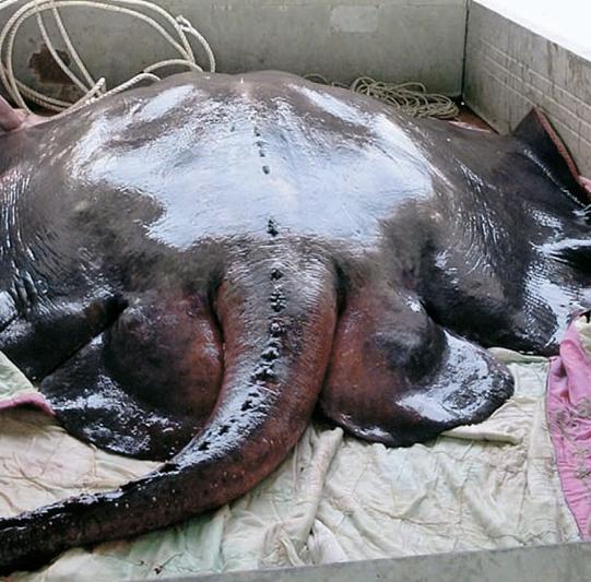 蝠鲼和鳐鱼的区别,魔鬼鱼说的是蝠鲼还是鳐鱼