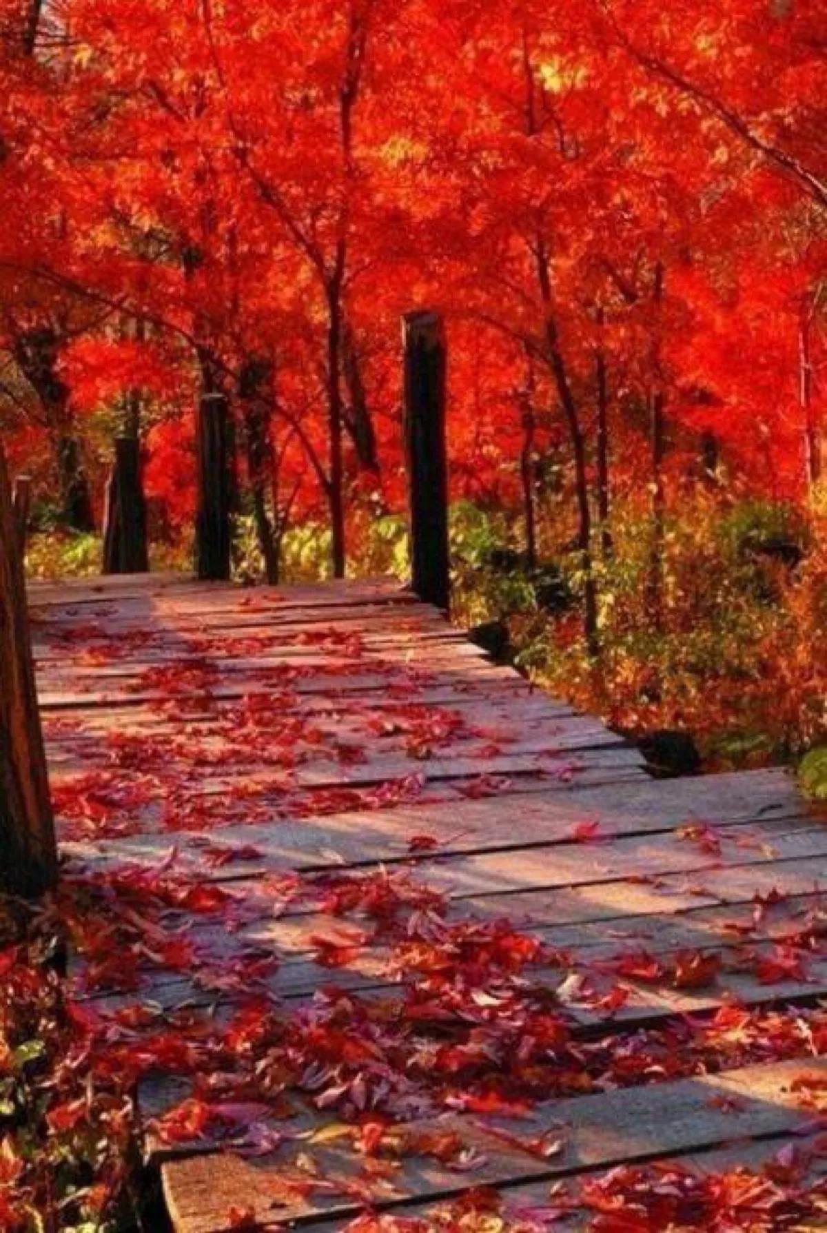 「散文诗」冬日里的红叶