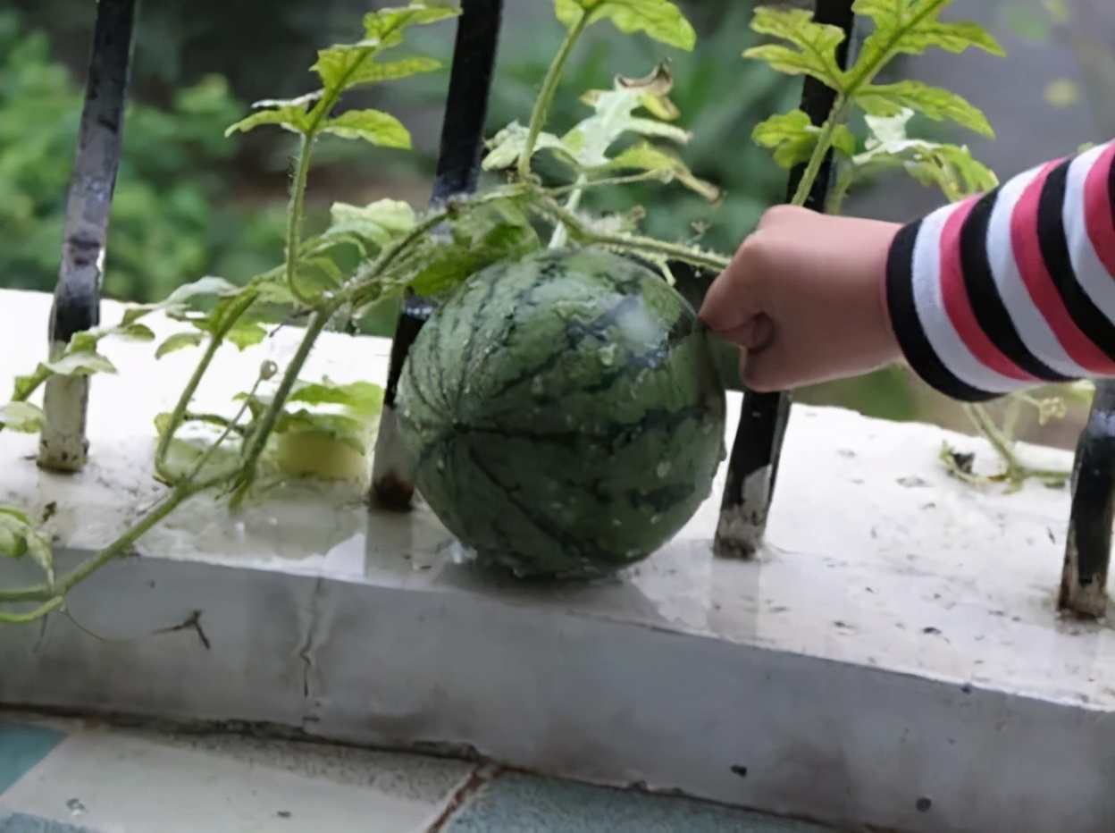 西瓜种植方法和技术（阳台上成功栽培西瓜的小窍门）